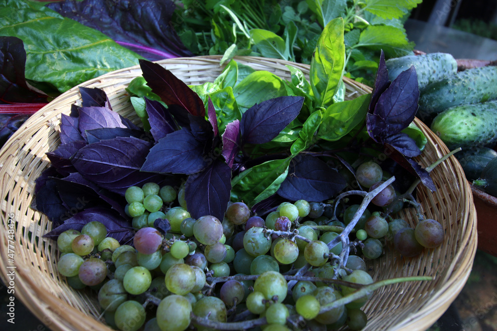 Obraz na płótnie owoce, warzywa i zioła w koszyku na stole plony lato w salonie