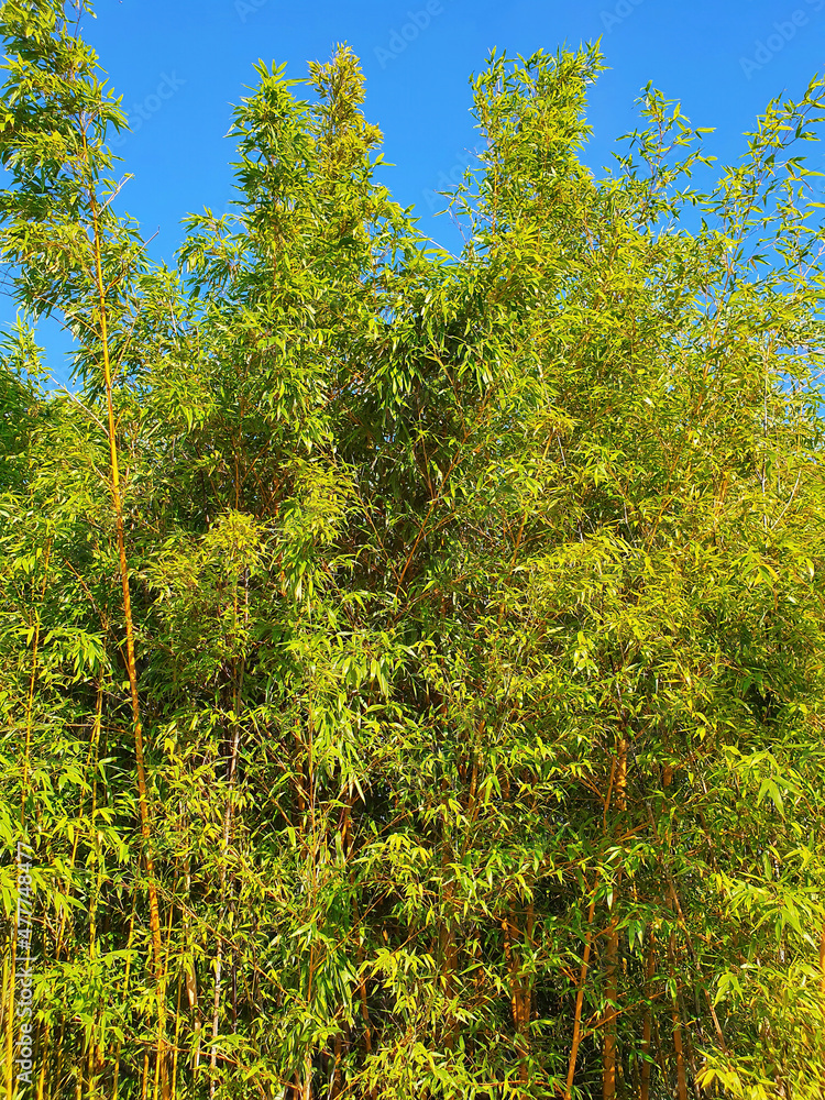 Fototapeta premium Phyllostachys Aurea an evergreen flower plant commonly known as fish pole bamboo, stock photo image
