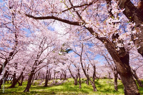 信州　満開の桜
