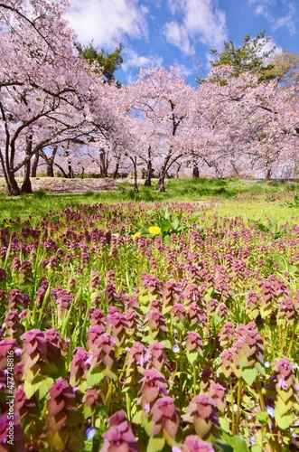 Wallpaper Mural 信州　満開の桜 Torontodigital.ca