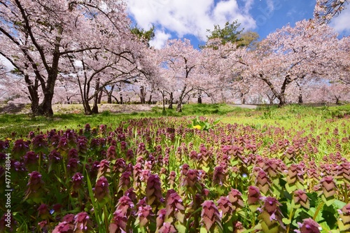 Wallpaper Mural 信州　満開の桜 Torontodigital.ca