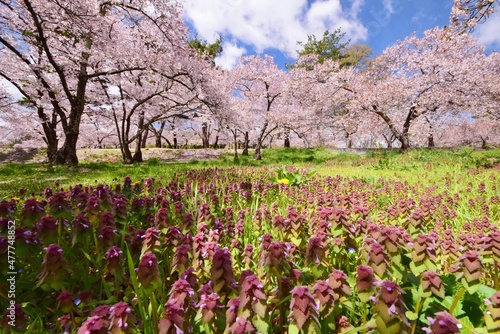 Wallpaper Mural 信州　満開の桜 Torontodigital.ca