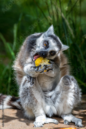 ring lemur © iSky Production