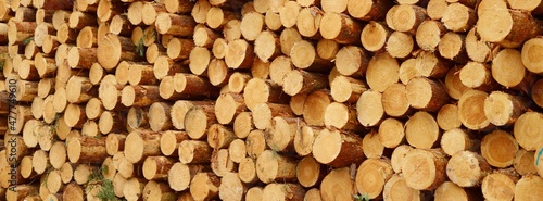 Canvas-taulu Freshly made firewood in the evergreen forest, pine tree logs close-up