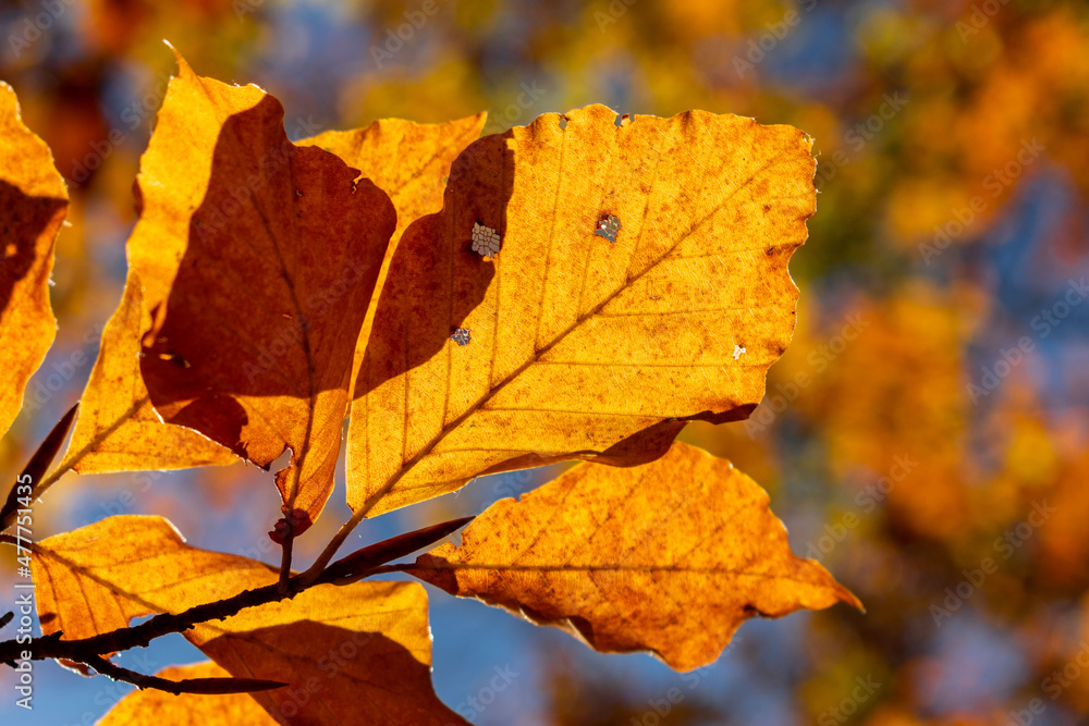 Leaves in autumn colours in the colourful fall forests of Söderåsen nationalpark in the south of Sweden, Skåne. Rich autumn colored leaf, red, orange, brown, green. Cold swedish autumn Leaves in autumn colours in the colourful fall forests of Söderåsen nationalpark in the south of Sweden, Skåne. Rich autumn colored leaf, red, orange, brown, green. Cold swedish autumn