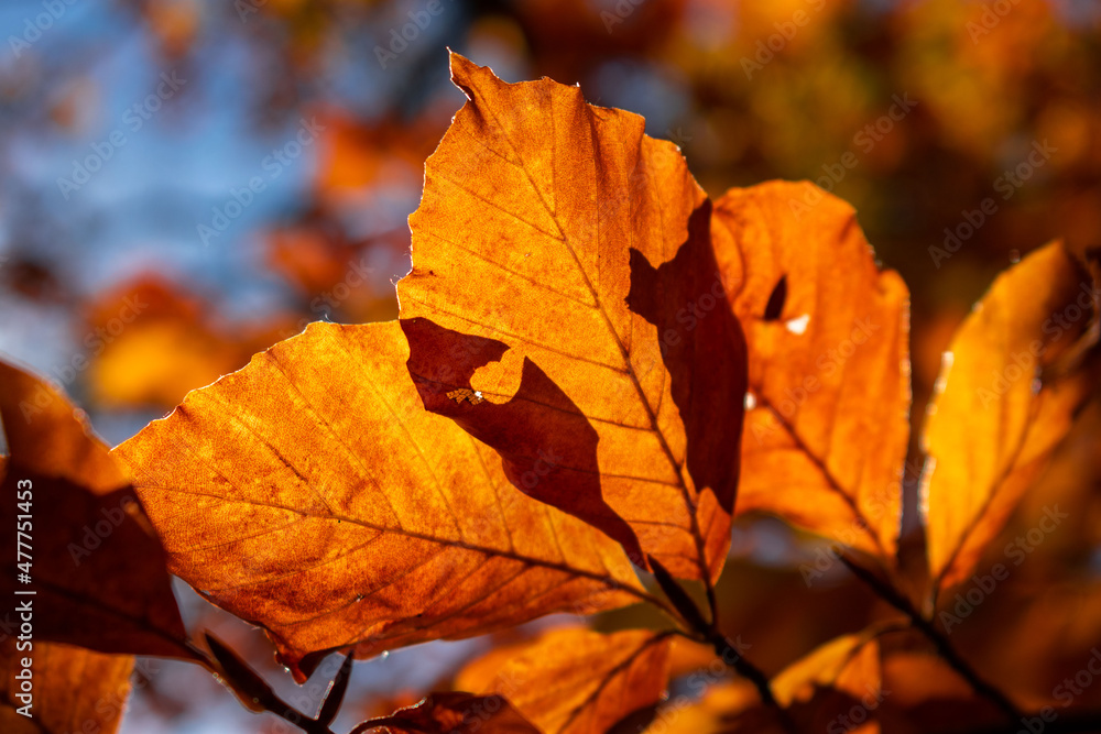 Leaves in autumn colours in the colourful fall forests of Söderåsen nationalpark in the south of Sweden, Skåne. Rich autumn colored leaf, red, orange, brown, green. Cold swedish autumn Leaves in autumn colours in the colourful fall forests of Söderåsen nationalpark in the south of Sweden, Skåne. Rich autumn colored leaf, red, orange, brown, green. Cold swedish autumn