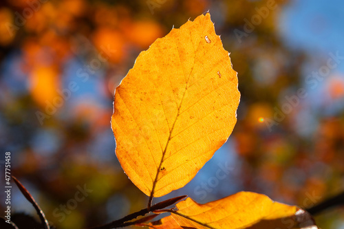 Leaves in autumn colours in the colourful fall forests of Söderåsen nationalpark in the south of Sweden, Skåne. Rich autumn colored leaf, red, orange, brown, green. Cold swedish autumn