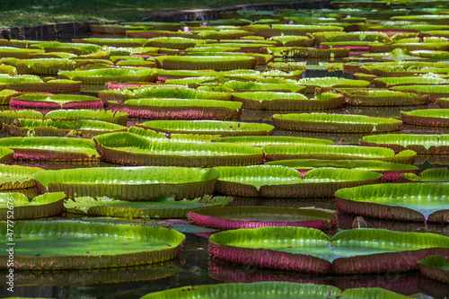 Giant water lily in botanical garden on Island Mauritius . Victoria amazonica, Victoria regia