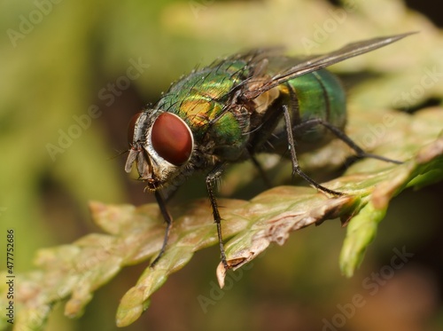 Colored Housefly on a leaf