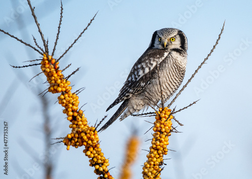 Northern Hawk Owl ( Surnia ulula ) photo