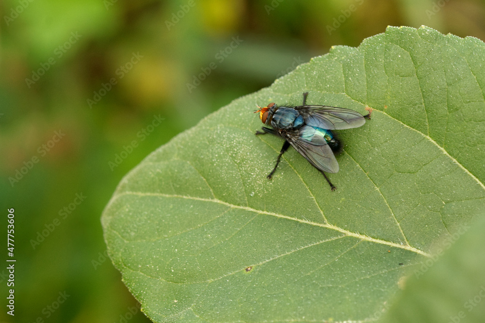 Totenfliege ((ynomya mortuorum) Totenfliege ((ynomya mortuorum)