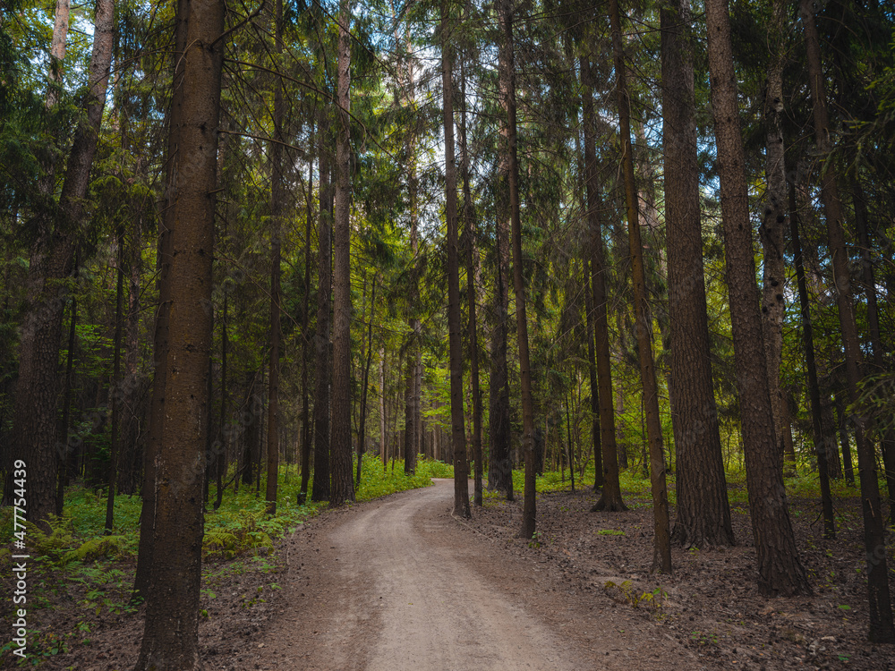 mysterious path in middle of wooden coniferous forrest, surrounded by green bushes leaves and ferns. Moscow region Russia mysterious path in middle of wooden coniferous forrest, surrounded by green bushes leaves and ferns. Moscow region Russia