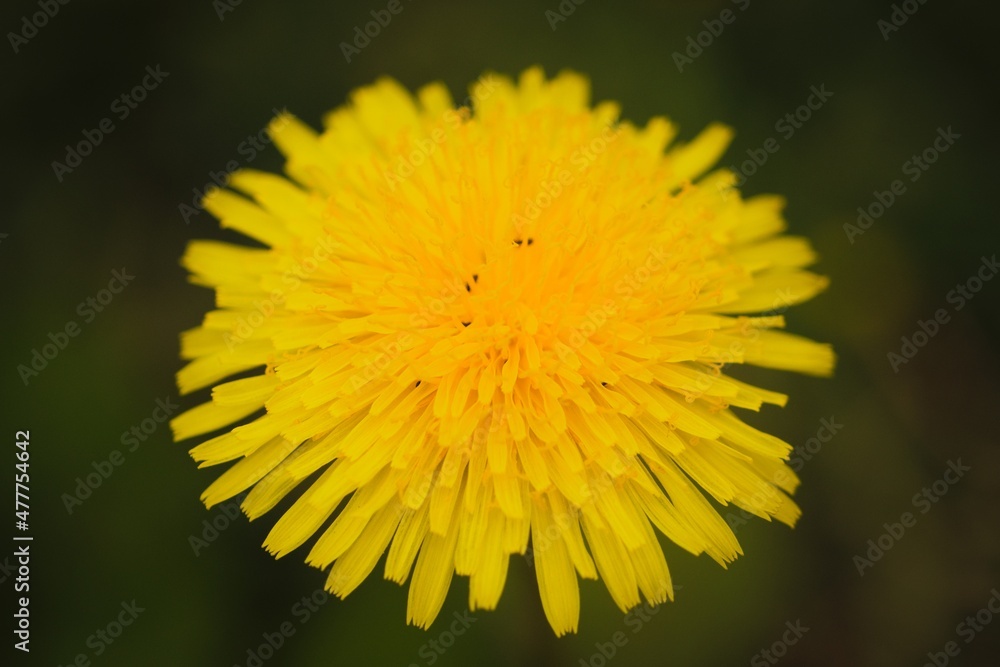 Yellow dandelion flower in bloom. Macro close up. Yellow dandelion flower in bloom. Macro close up.