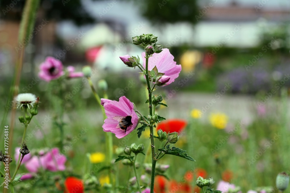 Mallow flowers and bees Mallow flowers and bees