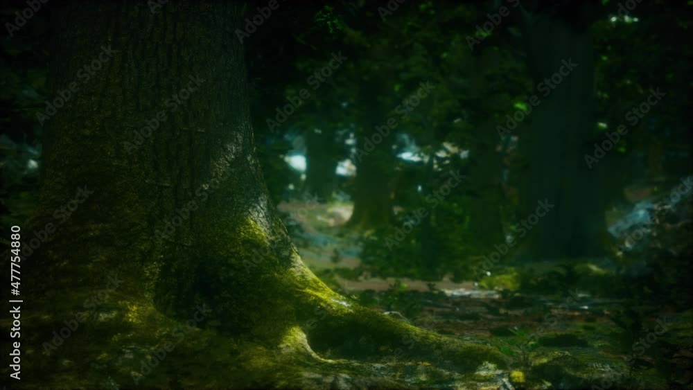 beautiful green moss on the floor and trees beautiful green moss on the floor and trees