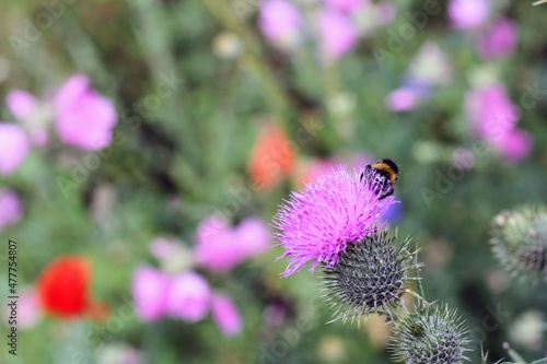 Thistles and bees in a wild flower garden, Gainsborough Square, Bristol © Robin
