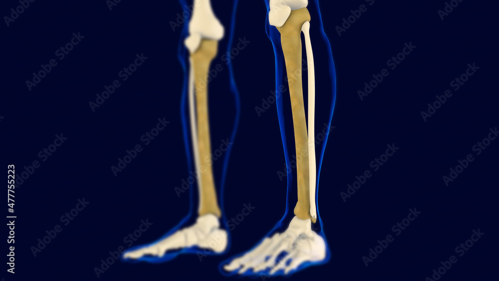 Tibia Bones Human skeleton anatomy 3D Rendering Tibia Bones Human skeleton anatomy 3D Rendering