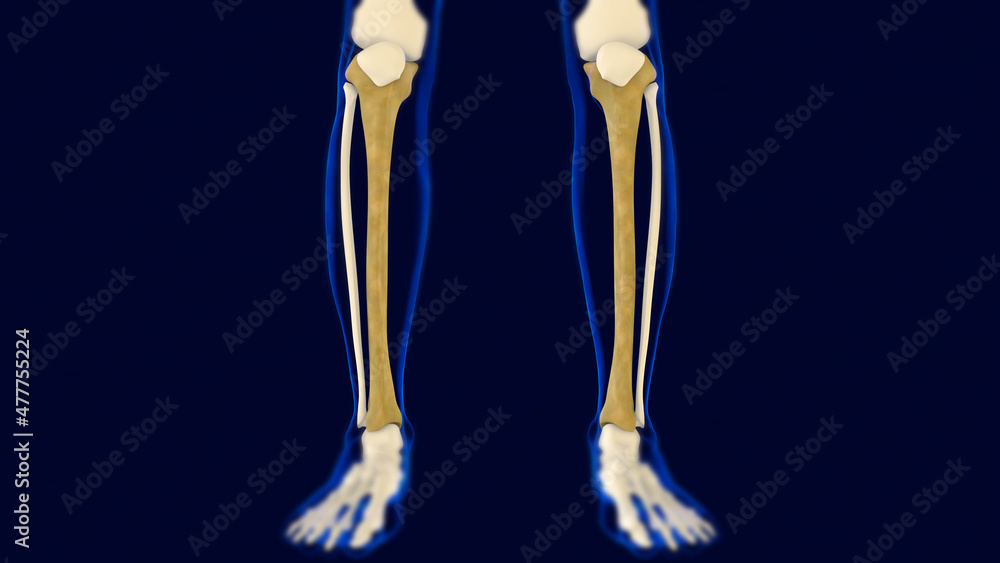 Tibia Bones Human skeleton anatomy 3D Rendering Tibia Bones Human skeleton anatomy 3D Rendering
