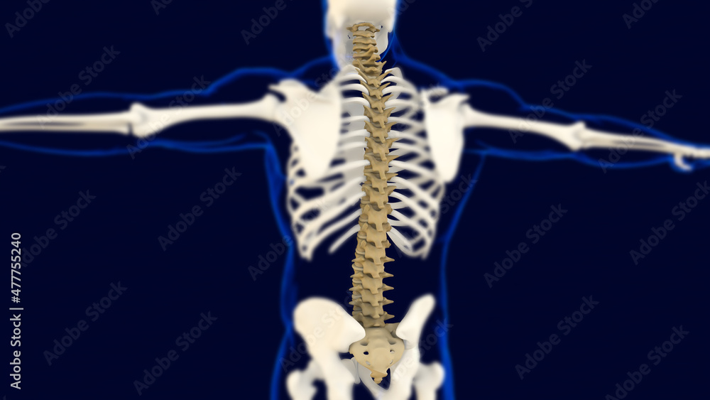 Vertebral Column bones Human skeleton anatomy 3D Rendering
