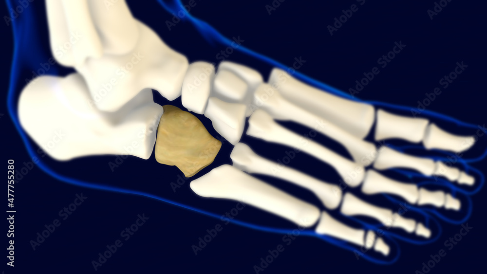 Cuboid Foot bone Anatomy for medical concept 3D