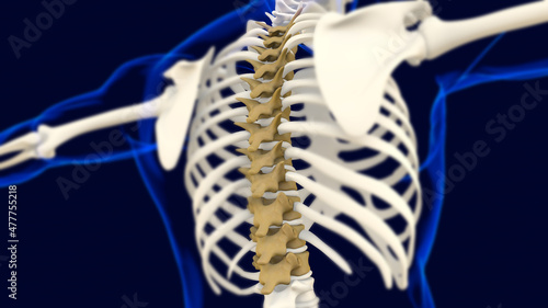 Thoracic Vertebrae Anatomy for medical concept 3D