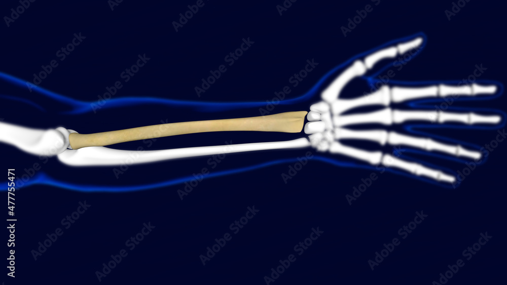 Radius Bone Human skeleton anatomy 3D Rendering Radius Bone Human skeleton anatomy 3D Rendering