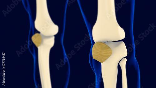 Patella Bone anatomy Human skeleton 3D Rendering