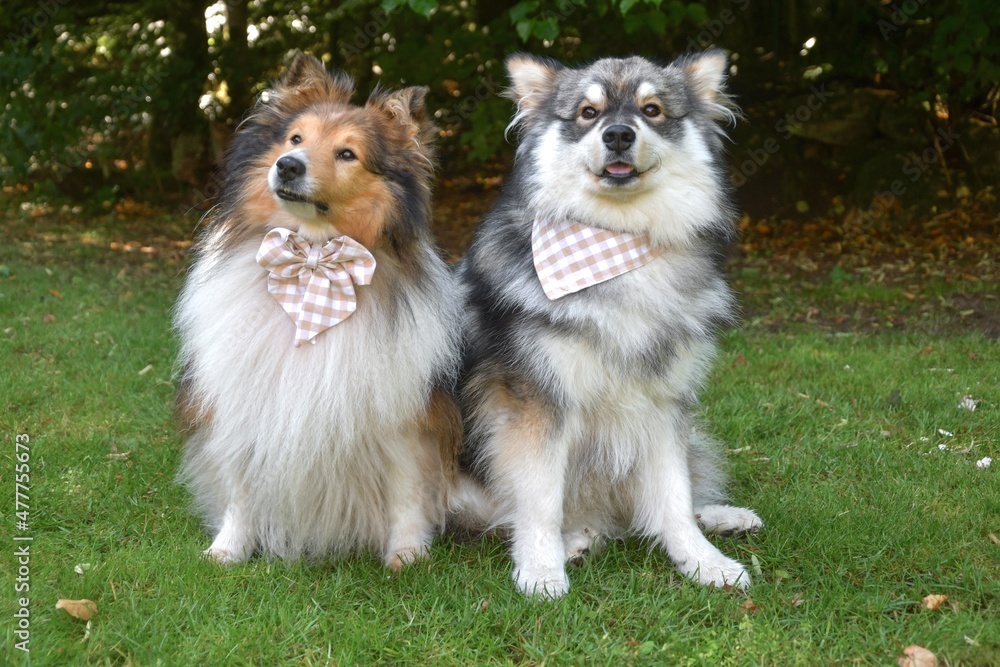 Portrait of Finnish Lapphund and sheltie dog Portrait of Finnish Lapphund and sheltie dog