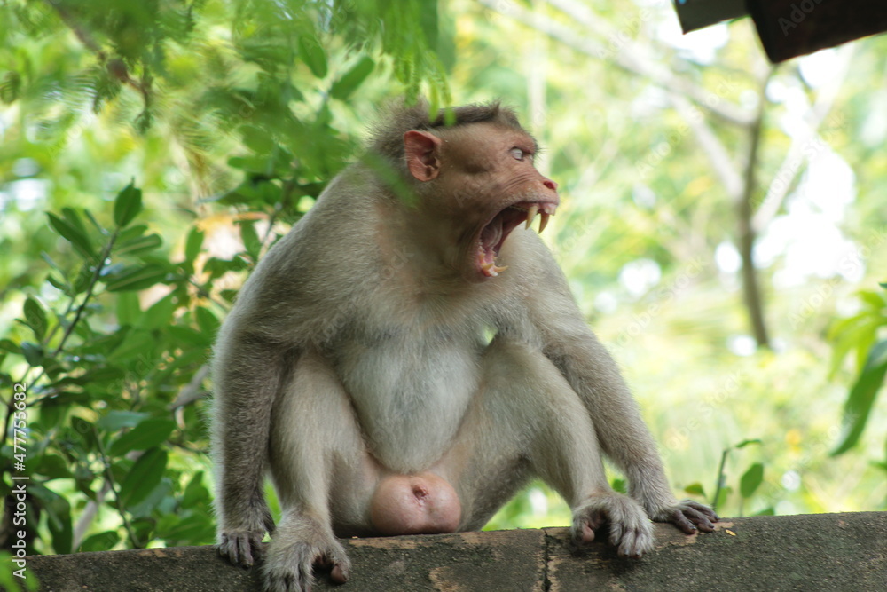 Fototapeta premium japanese macaque sitting on the ground