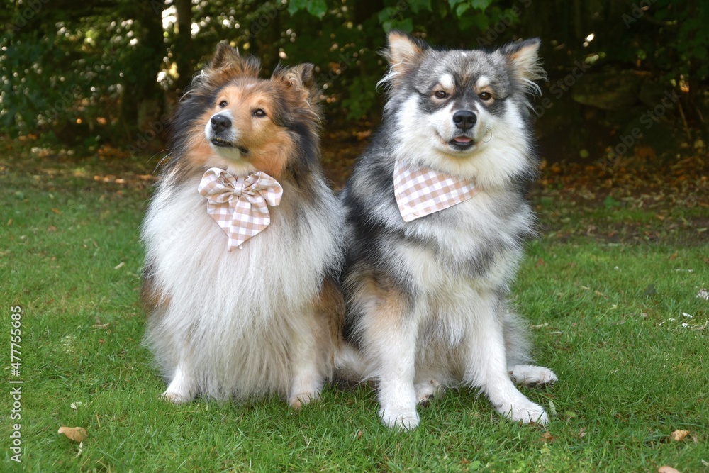 Portrait of Finnish Lapphund and sheltie dog Portrait of Finnish Lapphund and sheltie dog
