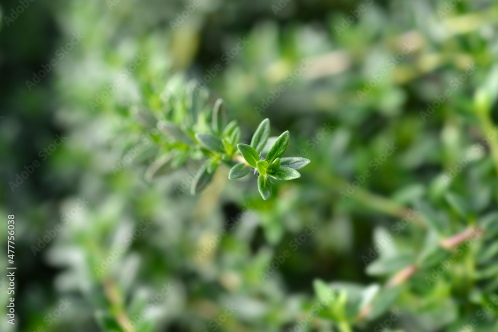 Summer savory Summer savory
