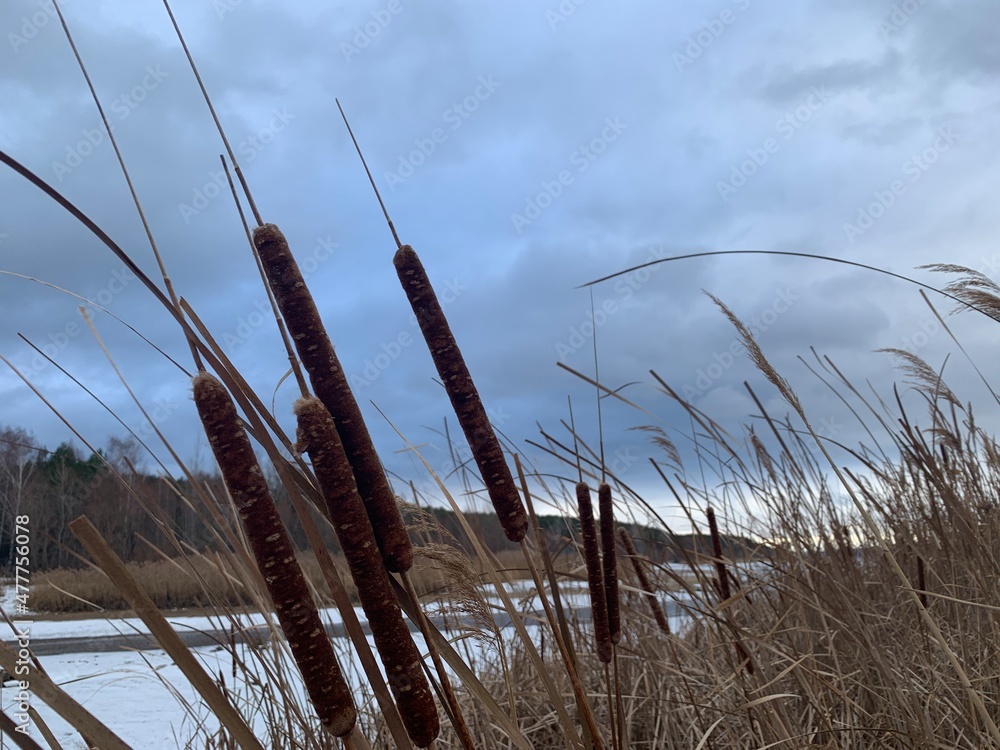 reeds and cattails on the banks of the river in winter