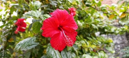 Red Hibiscus Flower With Buds And Green Leaves Gudhal 
