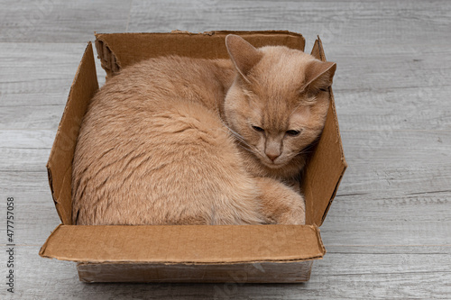 Fototapet beige cat lies in an old cardboard box