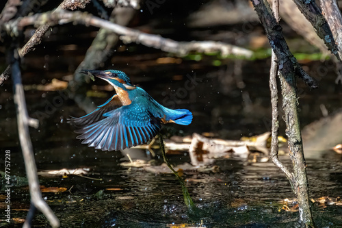 Eisvogel photo