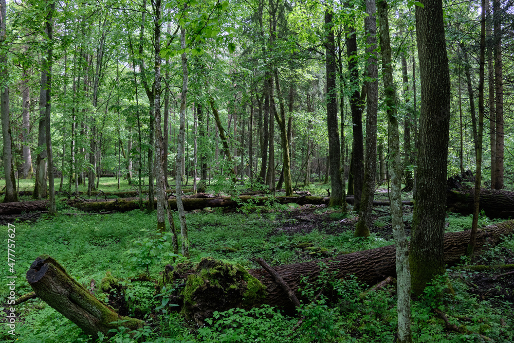 Old natural deciduous stand in spring Old natural deciduous stand in spring