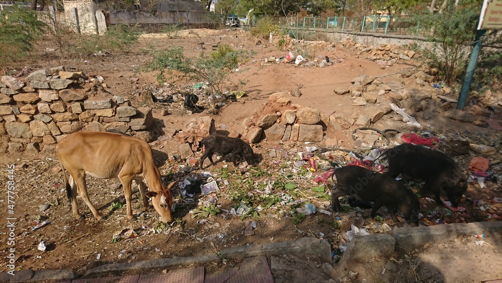 Fototapeta premium Cow and pigs eating trash