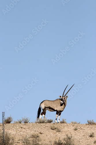 Gemsbok in the Kgalagadi