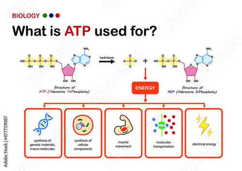Biology diagram explain using of ATP, the power energy carrier in cell, what does ATP used for? photo