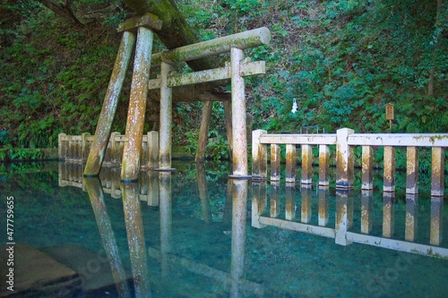 Naklejka 鹿島神宮の御手洗池