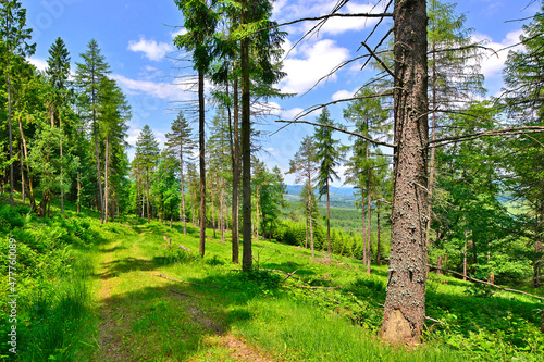 Trees on the foothills above the mountain valley, Low Beskids (Beskid Niski), Poland