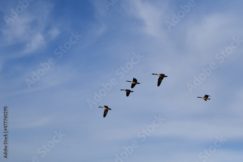 Geese in a Cloudy Blue Sky