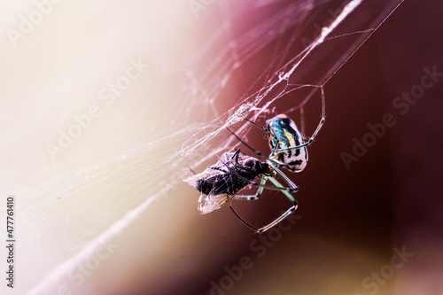 Fototapeta Spider to the fly