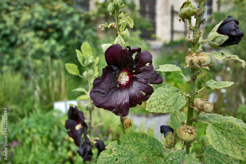 Dark red hollyhocks on a summer meadow. Alcea is a genus of over 80 species of flowering plants in the mallow family Malvaceae photo