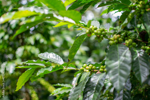 Café colombiano - Café de Colombia - Cafetales - Colombia - Árbol de Café 