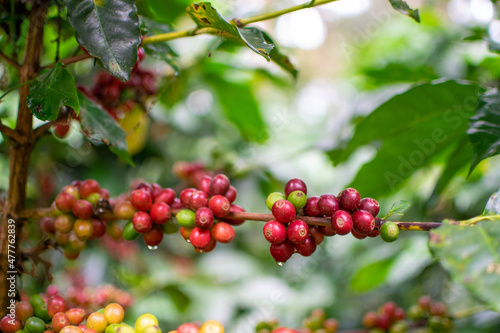 Café colombiano - Café de Colombia - Cafetales - Colombia - Árbol de Café 
