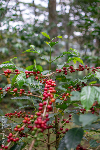 Café colombiano - Café de Colombia - Cafetales - Colombia - Árbol de Café 