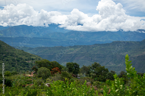 Café colombiano - Café de Colombia - Cafetales - Colombia - Árbol de Café 
