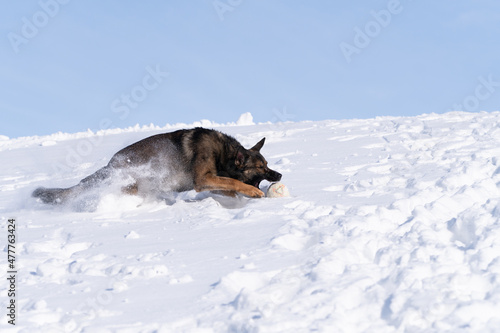 Schäferhund Paco schnappt den Ball im Schnee