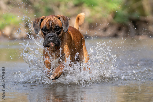 deutscher Boxer Urmel geht durch einen Bachlauf  photo